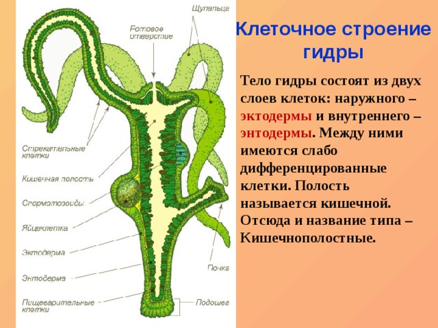 Kraken зеркало kraken link top